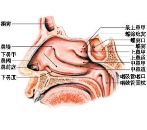 鼻息肉