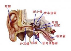 郑州民生医师解析：耳鸣与“醉酒”脱不了干系