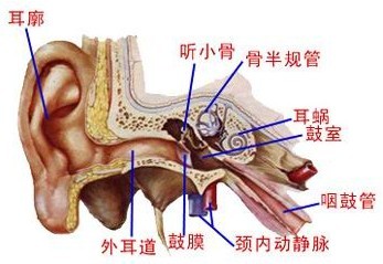 耳鸣分哪些类型?